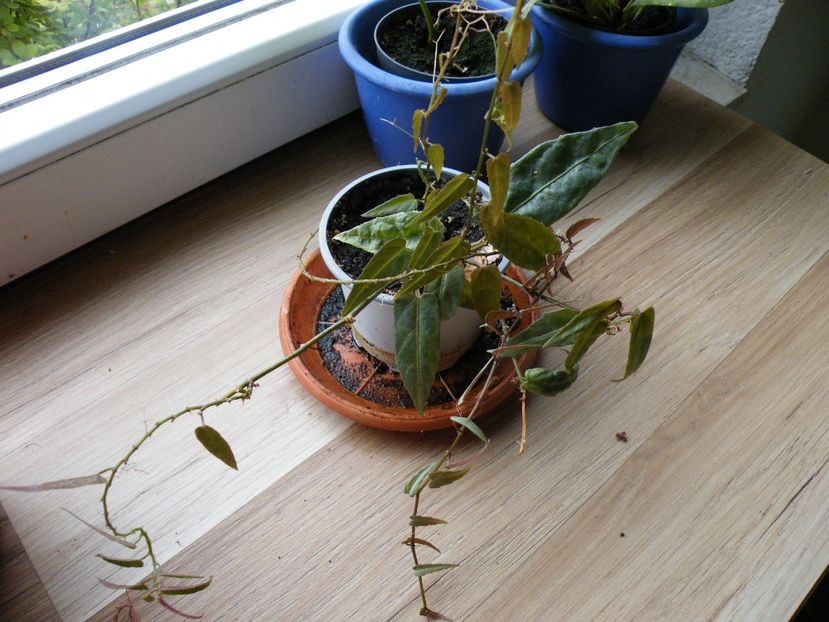 cissua amazonia 15 REZ - Plante disponibile in toamna 2023