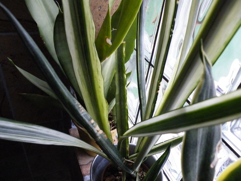 bantel sensation - Colectie sansevieria