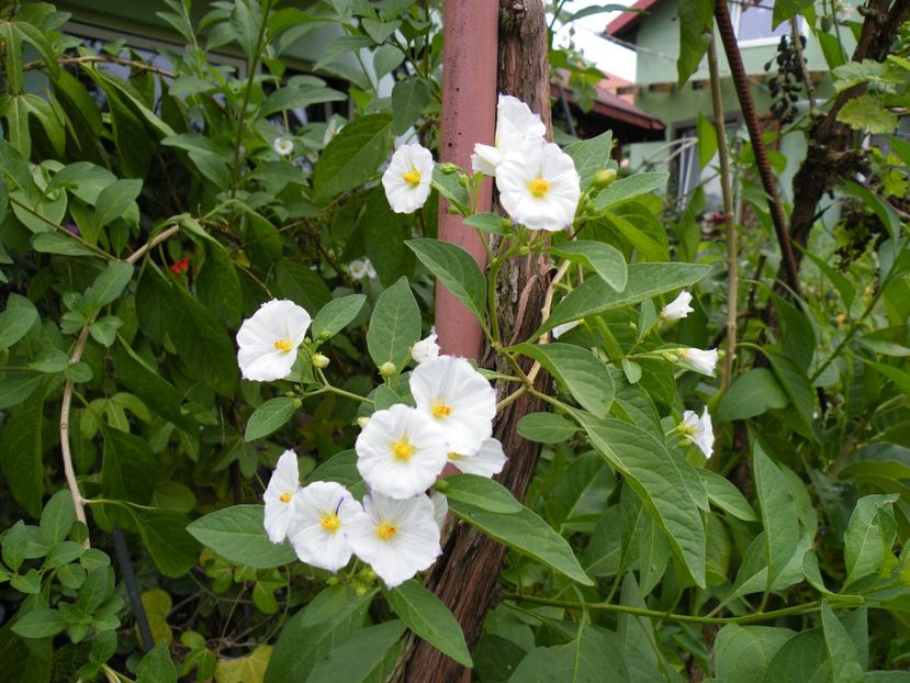  - 2023 de prin curte