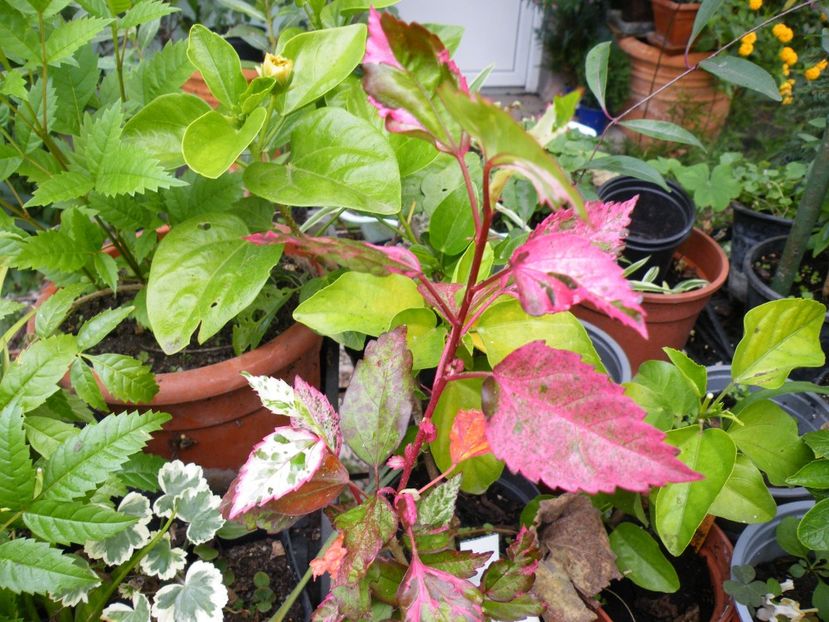  - 2023 de prin curte