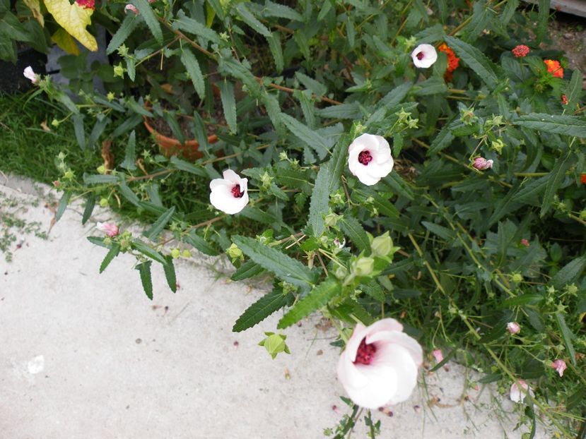  - 2023 de prin curte