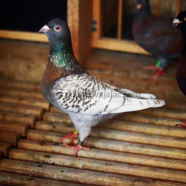  - Nu îmi aparțin 6