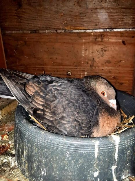  - Nu îmi aparțin 6