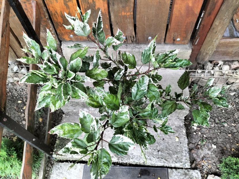 IMG20230915091132 - hibiscusi