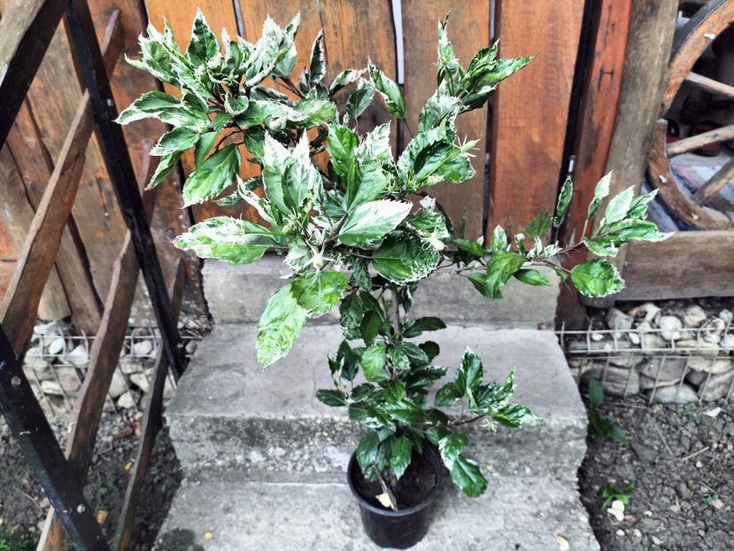 IMG20230915091126 - hibiscusi