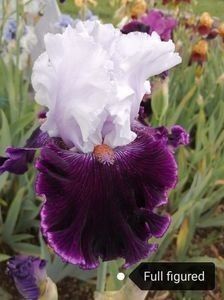  - Pachet nr 1 iriși - 90 lei