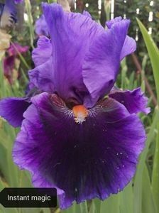  - Pachet nr 1 iriși - 90 lei