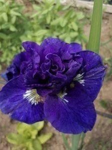 Iris Sibirica - Pachet nr 2 iriși - 100 lei