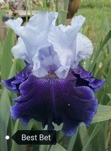  - Pachet nr 3 iriși - 110 lei