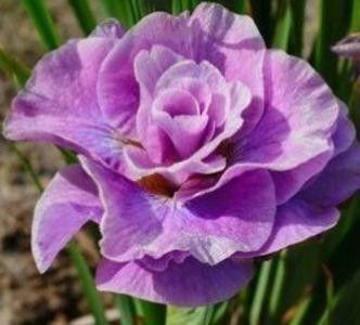 Iris Sibirica - Pachet nr 3 iriși - 110 lei