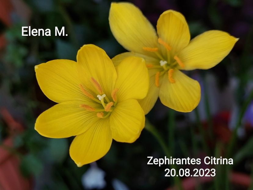  - 2023 -Zephirantes
