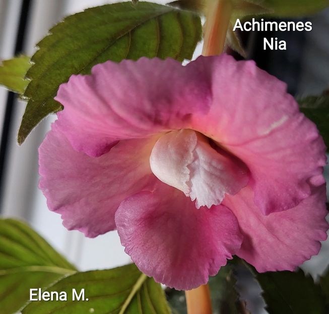  - 2023 - Achimenes
