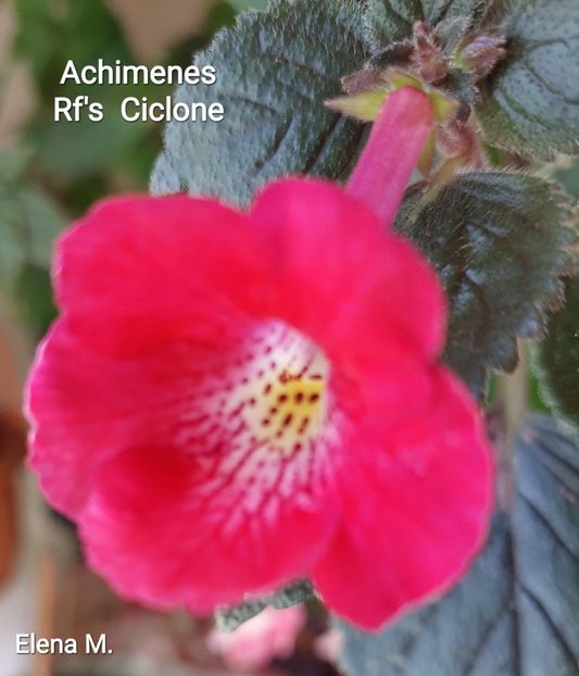  - 2023 - Achimenes