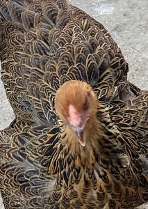 Screenshot_20230824_094933_Gallery - a__Pui și tineret brahma 2023