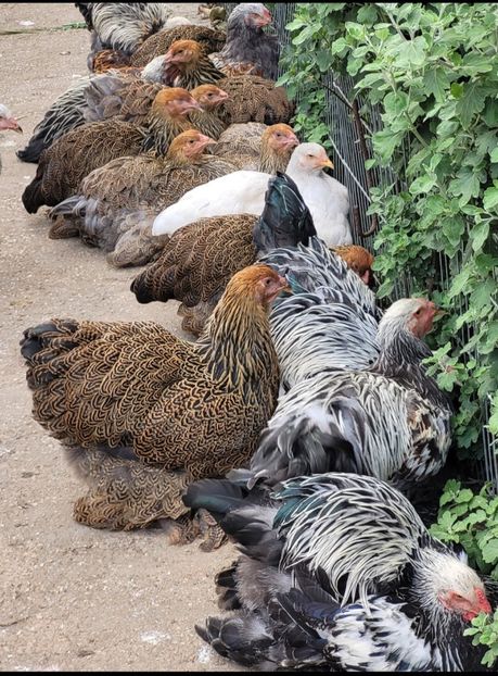 Screenshot_20230809_190800_Gallery - a__Pui și tineret brahma 2023