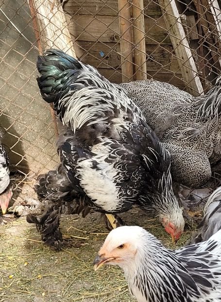  - a__Pui și tineret brahma 2023