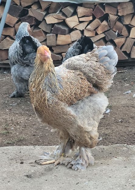  - a__Pui și tineret brahma 2023