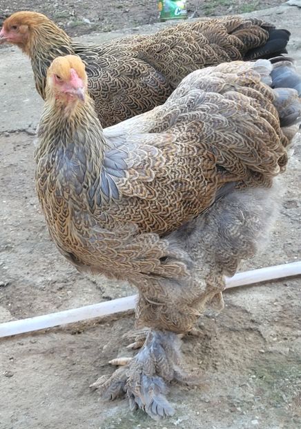  - a__Pui și tineret brahma 2023