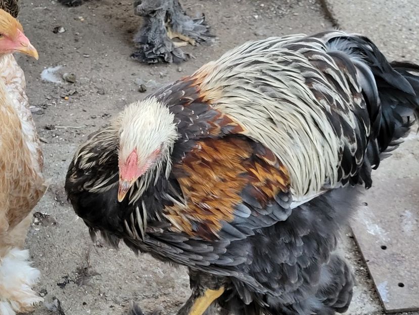  - a__Pui și tineret brahma 2023