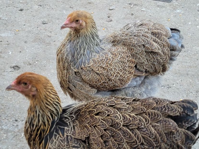  - a__Pui și tineret brahma 2023