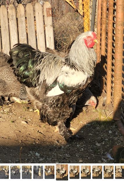 Screenshot_20230110_000137_Gallery - DE VANZARE 2023