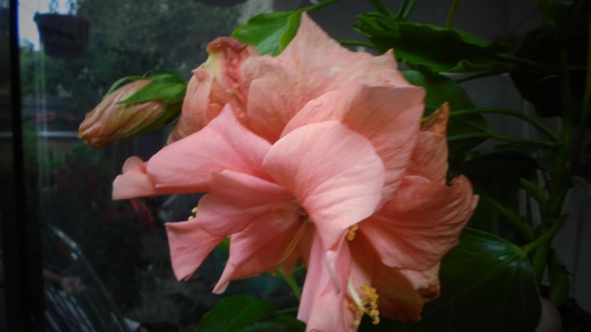 Calde multumiri ! - Splendori in gradina