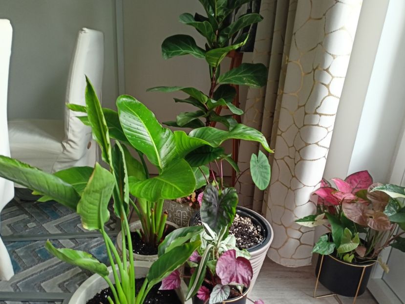 - Plante verzi de apartament