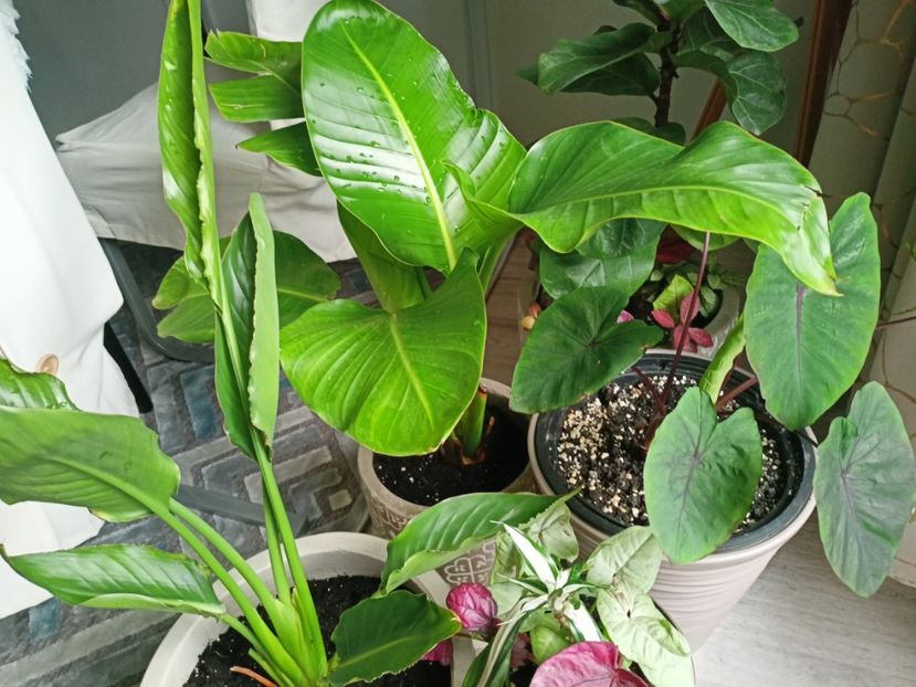  - Plante verzi de apartament