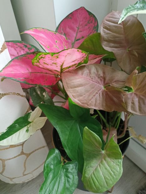 Mix aglaonema și syngonium - Plante verzi de apartament