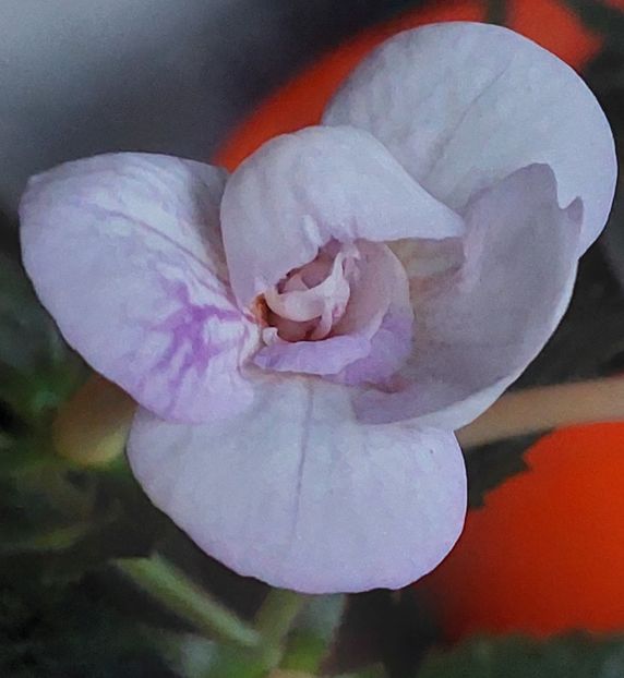  - LAVENDER BLISS