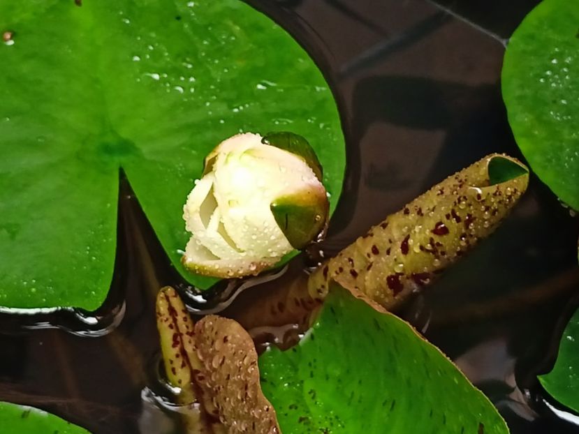  - Grădina 2023 continuare 5