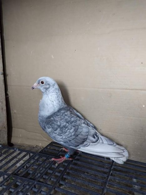  - Nu îmi aparțin 6