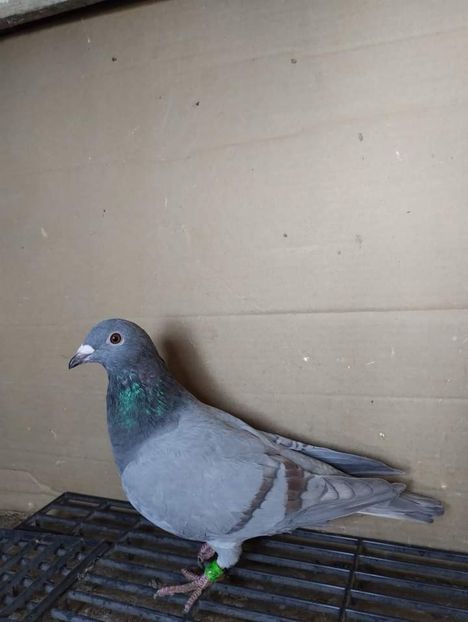  - Nu îmi aparțin 6