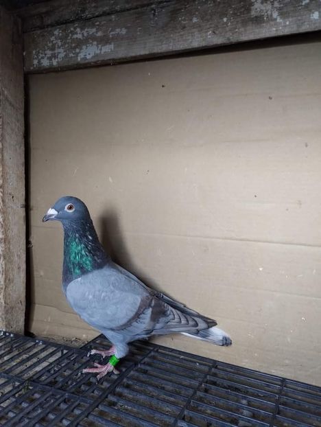  - Nu îmi aparțin 6