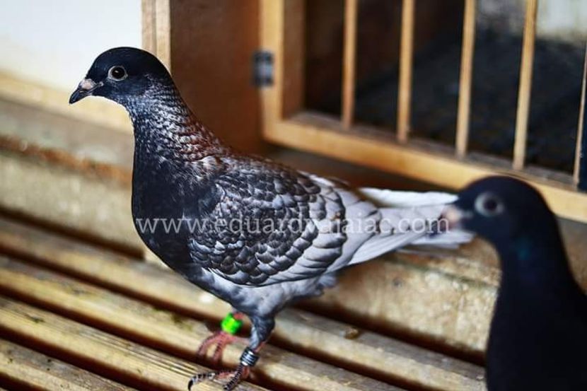  - Nu îmi aparțin 6