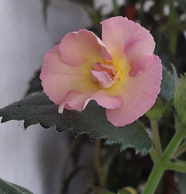  - YELLOW ENGLISH ROSE 2