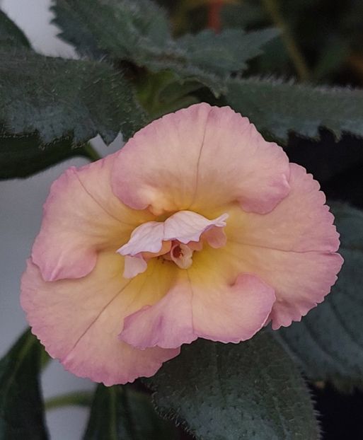  - YELLOW ENGLISH ROSE 2