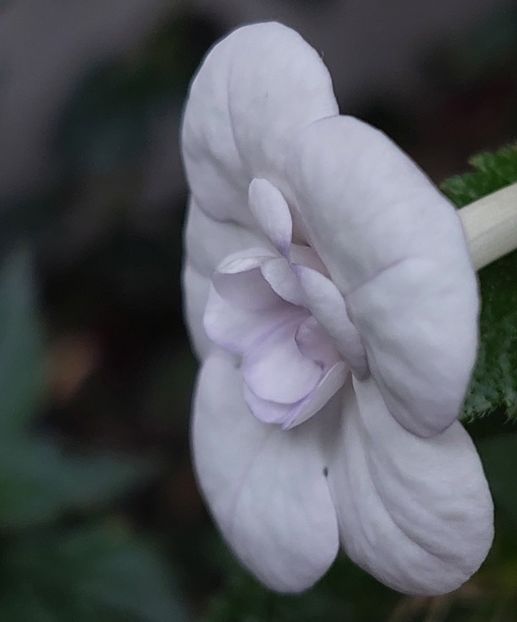  - Double Picotte Rose