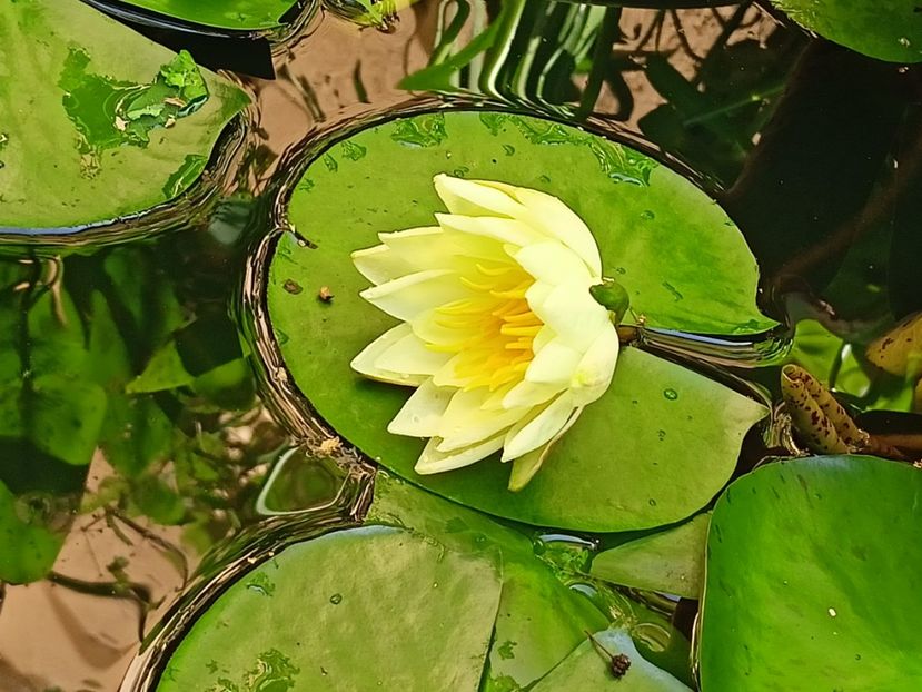  - Grădina 2023 continuare 5