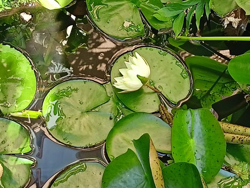  - Grădina 2023 continuare 5