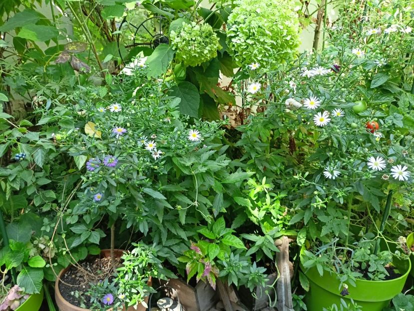  - Grădina 2023 continuare 5