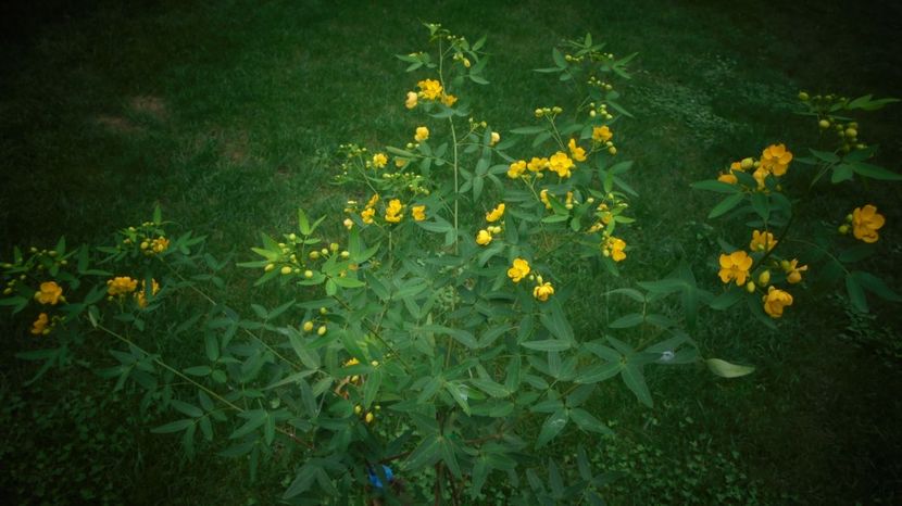  - Splendori in gradina