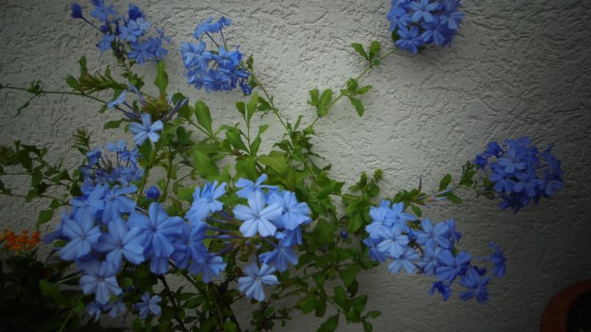  - Splendori in gradina