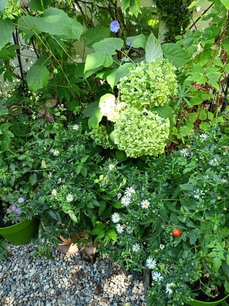  - Grădina 2023 continuare 5