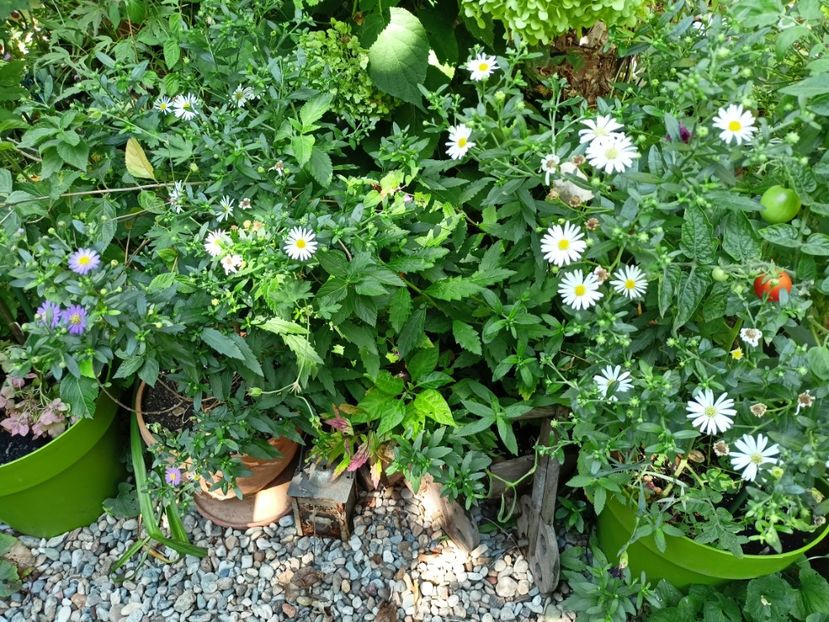 Ashvi și Ezo Murasaki - Grădina 2023 continuare 5