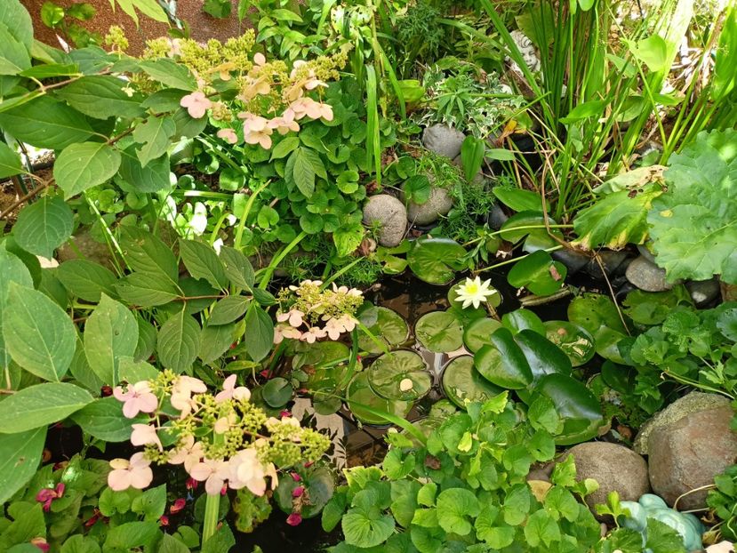  - Grădina 2023 continuare 5