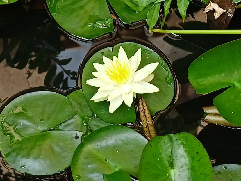  - Grădina 2023 continuare 5