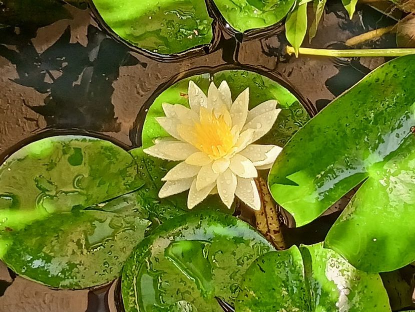  - Grădina 2023 continuare 5