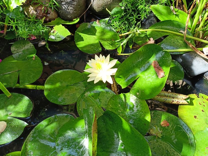  - Grădina 2023 continuare 5