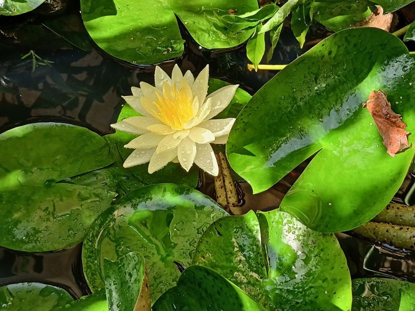  - Grădina 2023 continuare 5